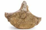 Fossil Plesiosaur (Thililua?) Pectoral Vertebra - Asfla, Morocco #346986-3